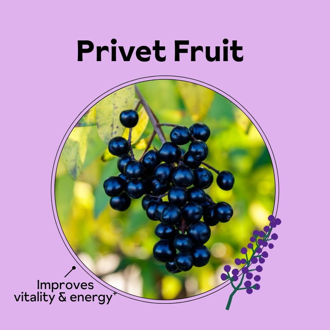 Cluster of black privet berries with text 'Privet Fruit' on purple background.
