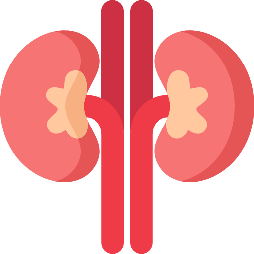 Illustration of human kidneys with arteries in red and pink.