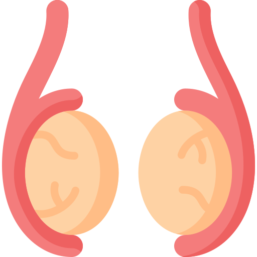 Illustration of two testicles with surrounding structures.