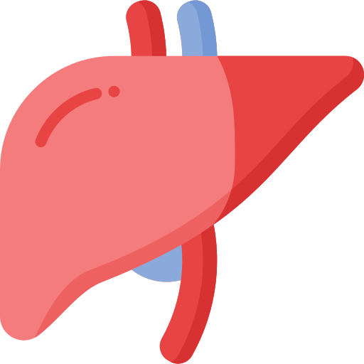 Illustration of a human liver with red and blue colors.