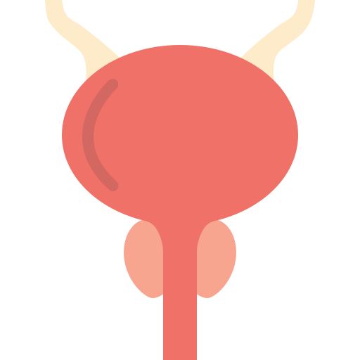 Illustration of a human bladder with ureters and urethra.