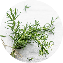 A bunch of fresh rosemary tied with twine on a white background.