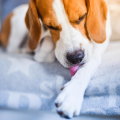 Beagle licking its paw while resting on a blanket.