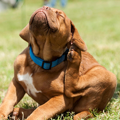 Brown dog with blue collar scratching its ear in a grassy area.