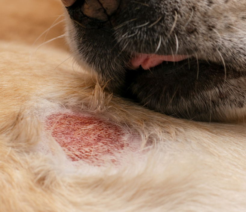 Dog licking a red patch on its fur.