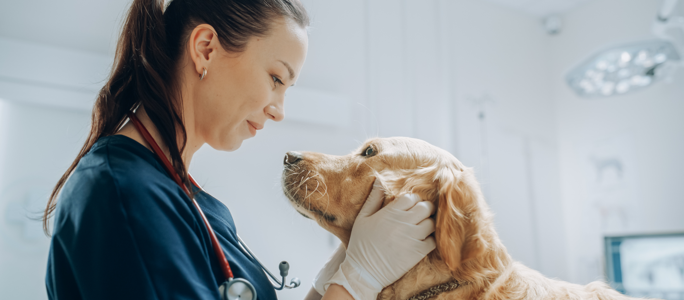 Veterinarian gently examining a Golden Retriever's face in a clinic.