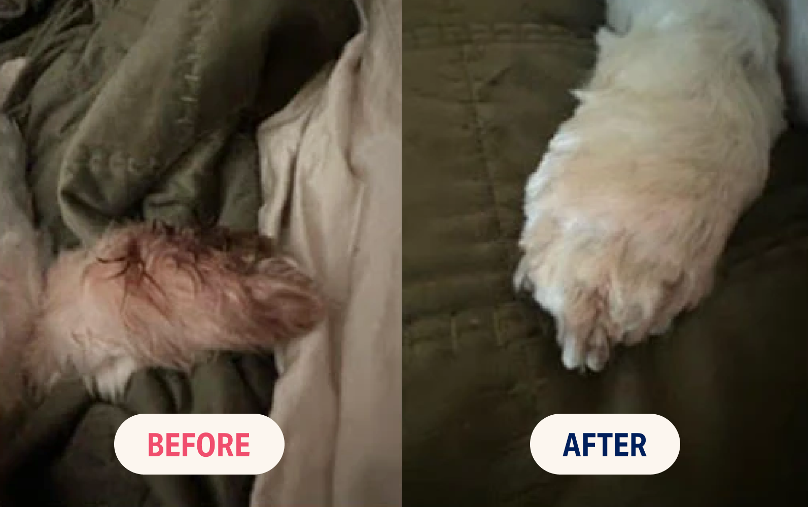 Before and after photos of a dog's paw showing improved cleanliness and grooming.