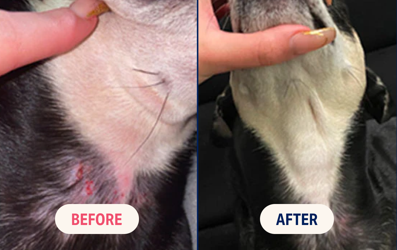 Split image showing before and after healing of a dog's skin condition.