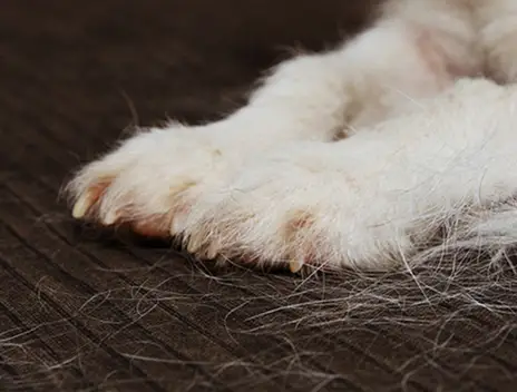 A close-up of a white dog's furry paws on a dark surface covered with shed hair.