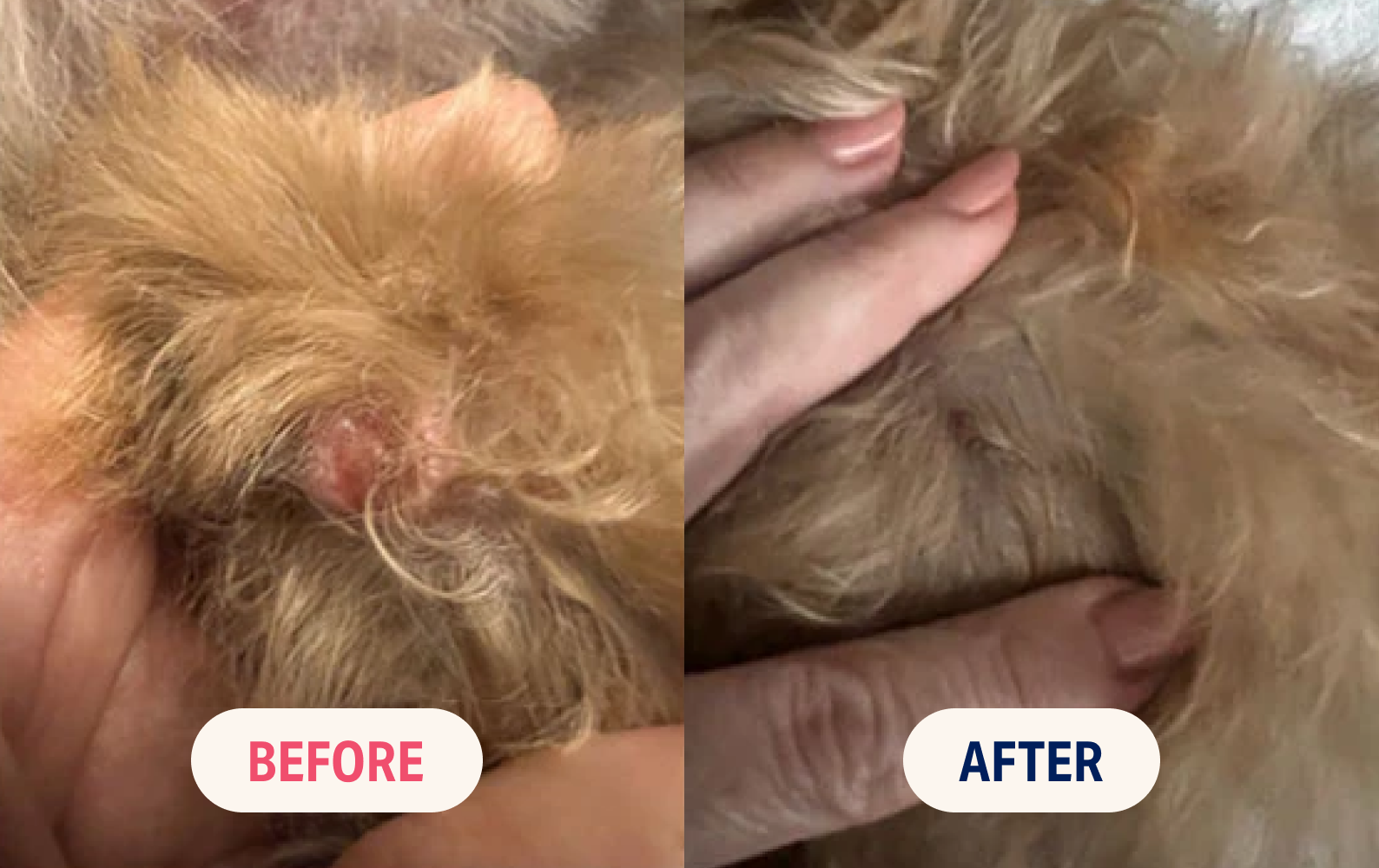 Comparison of a pet's skin condition before and after treatment.