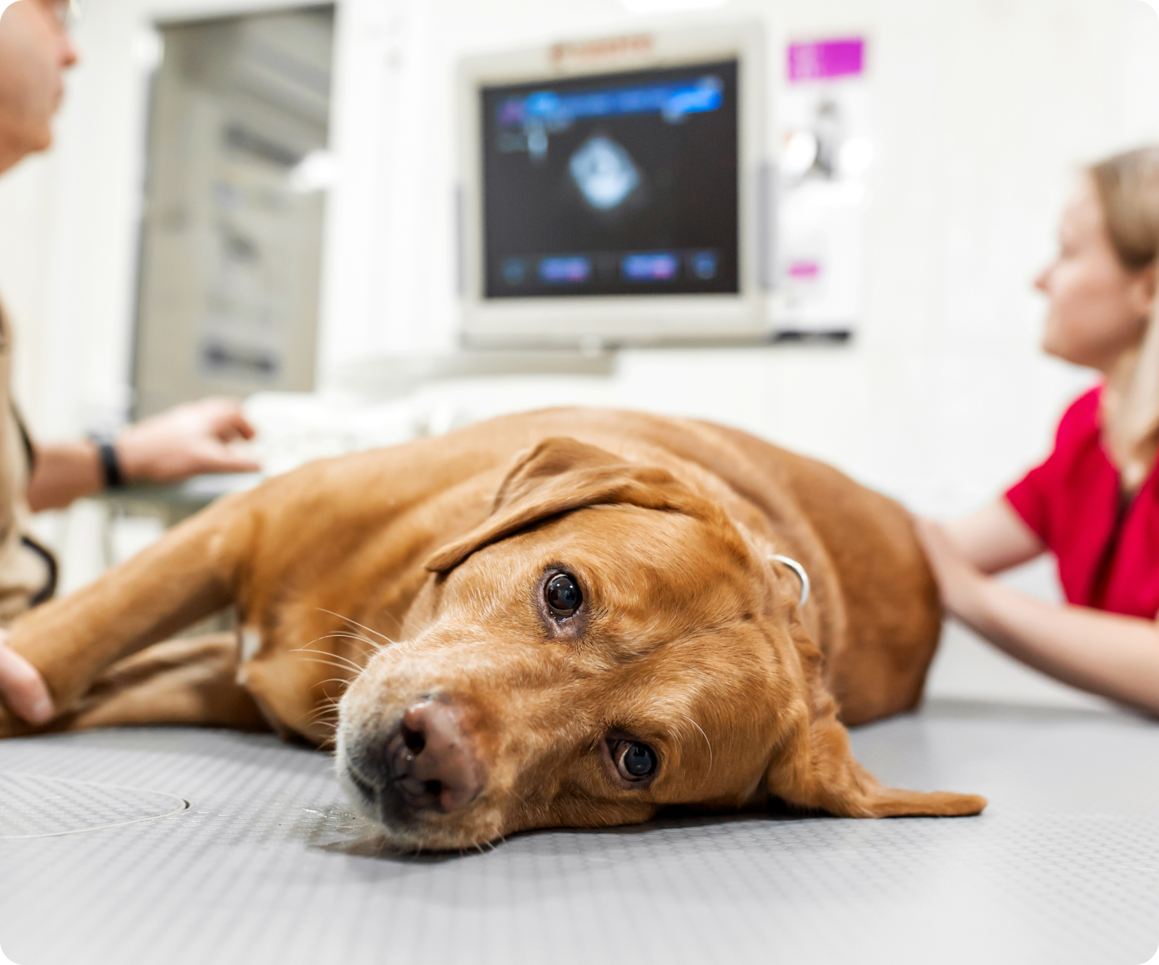 Dog lying on a veterinary examination table with medical staff nearby.
