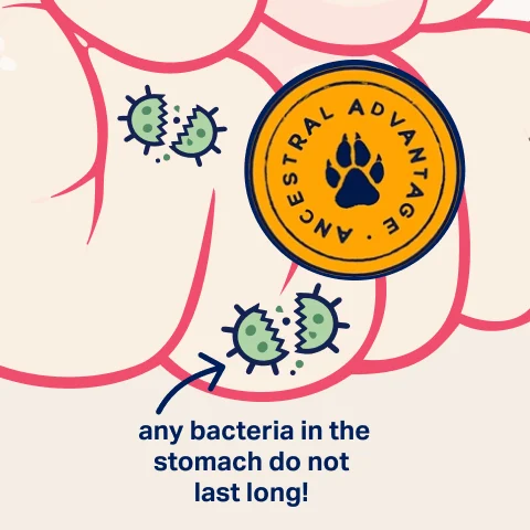 An illustration of bacteria being broken apart in a digestive tract with an 'Ancestral Advantage' seal.