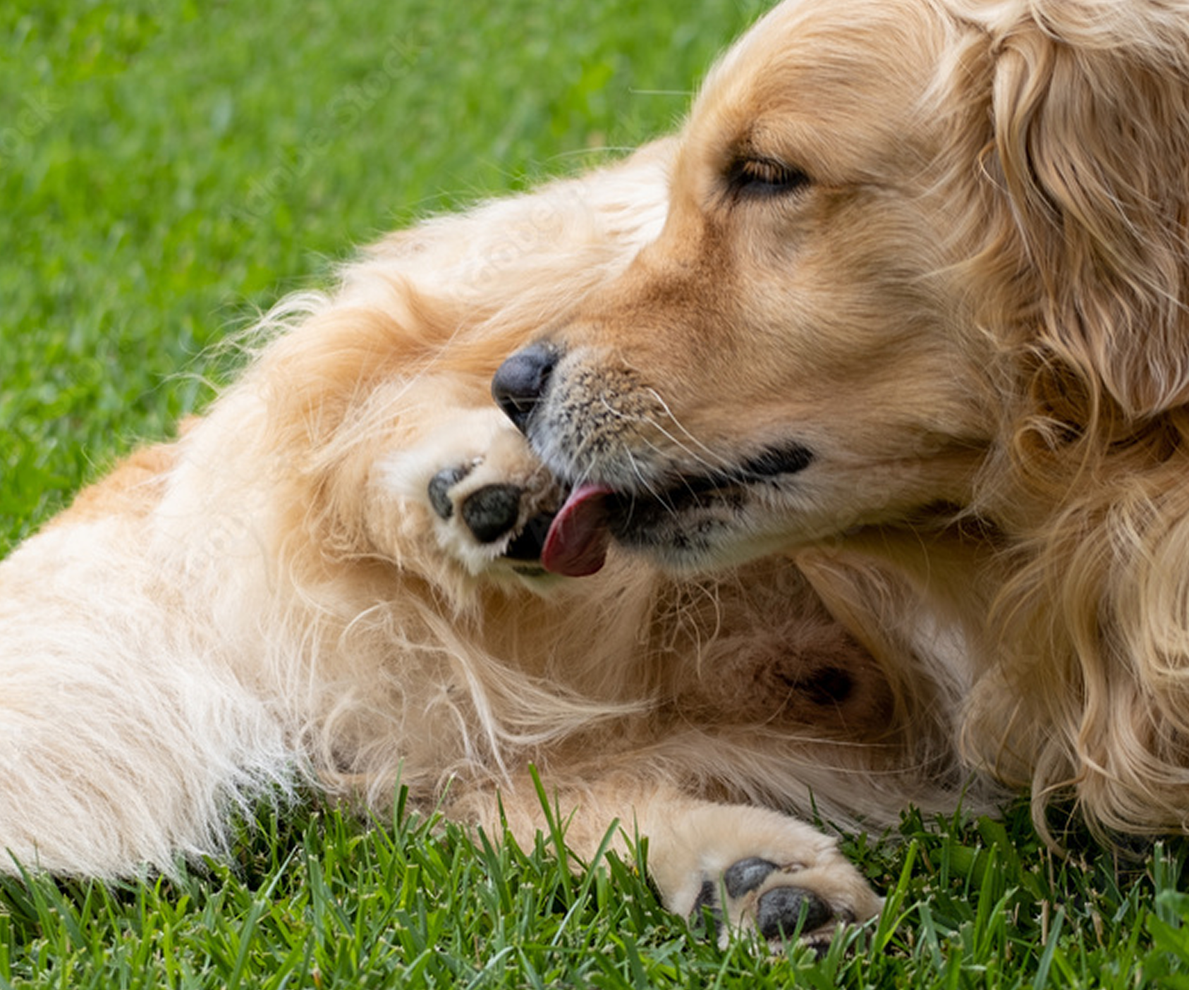 Golden retriever licking its paw while lying on grass.