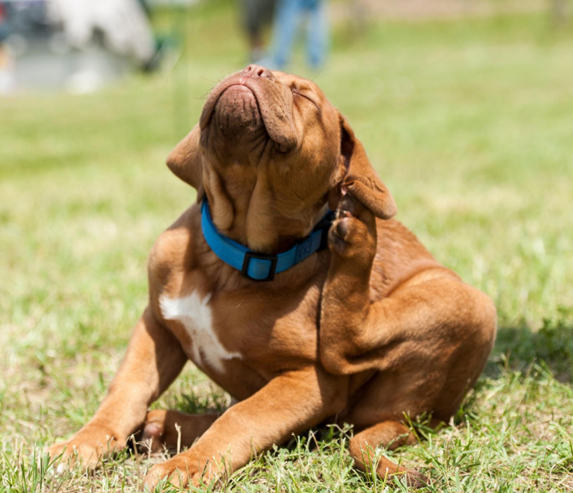 Dog with blue collar scratching its ear in a grassy area.