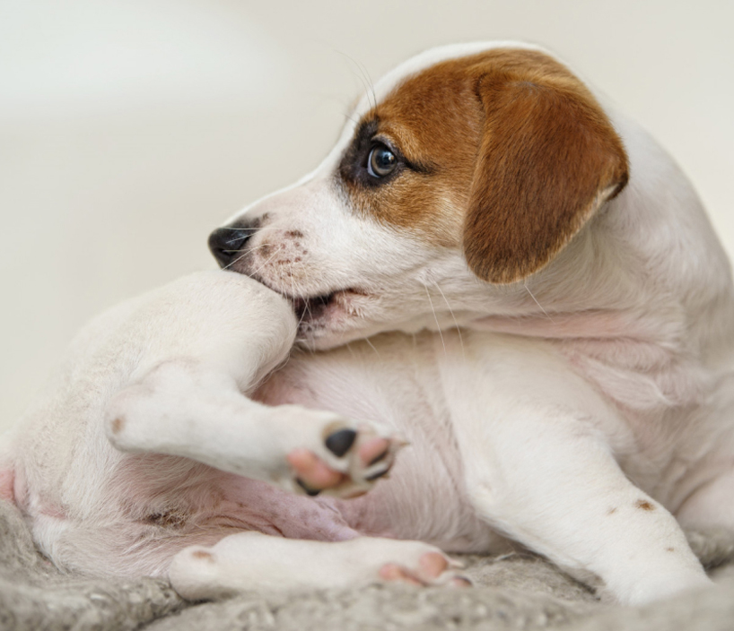Puppy chewing its hind leg while lying down.