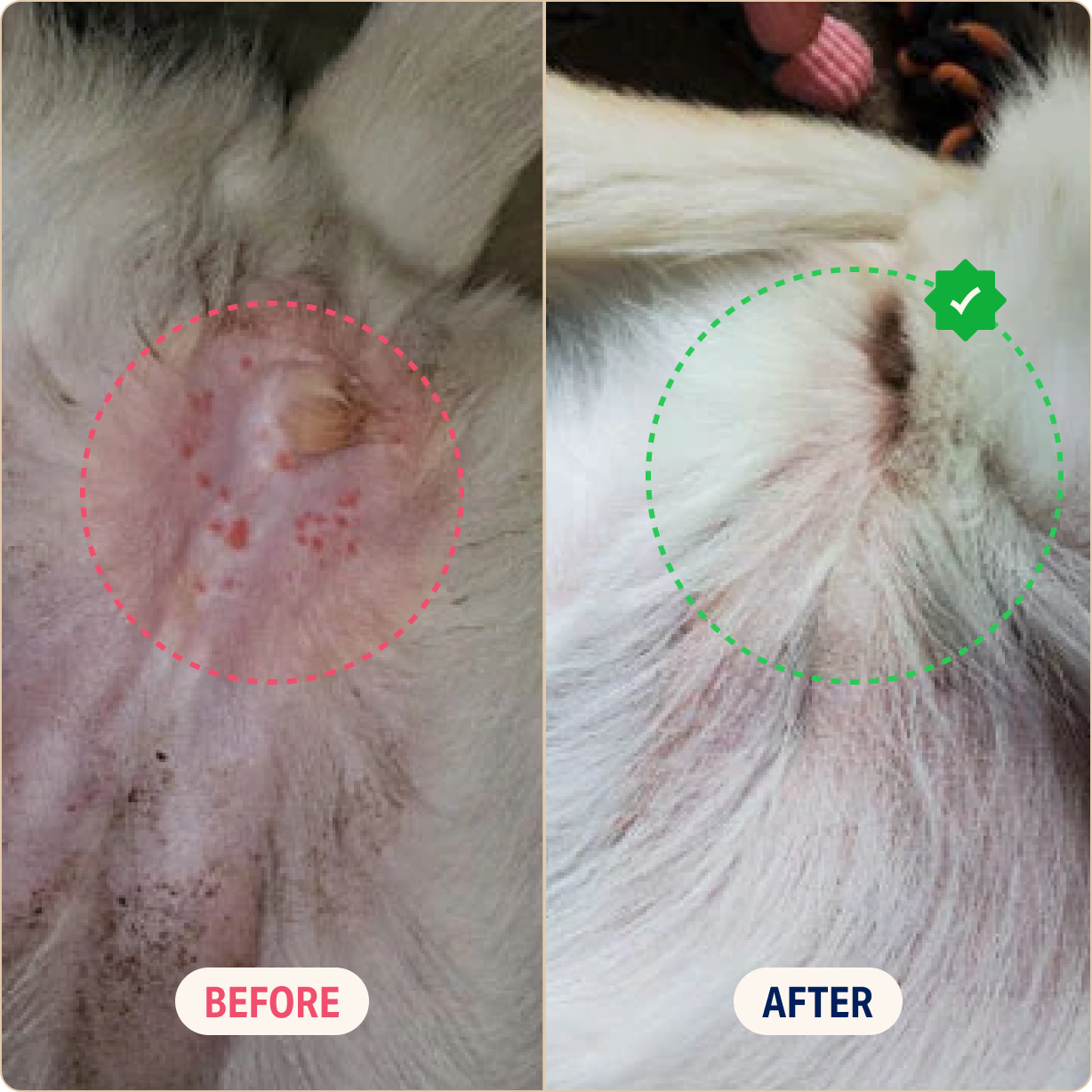 Comparison of pet skin condition before and after treatment.