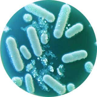 Microscopic view of rod-shaped bacteria on a blue background.