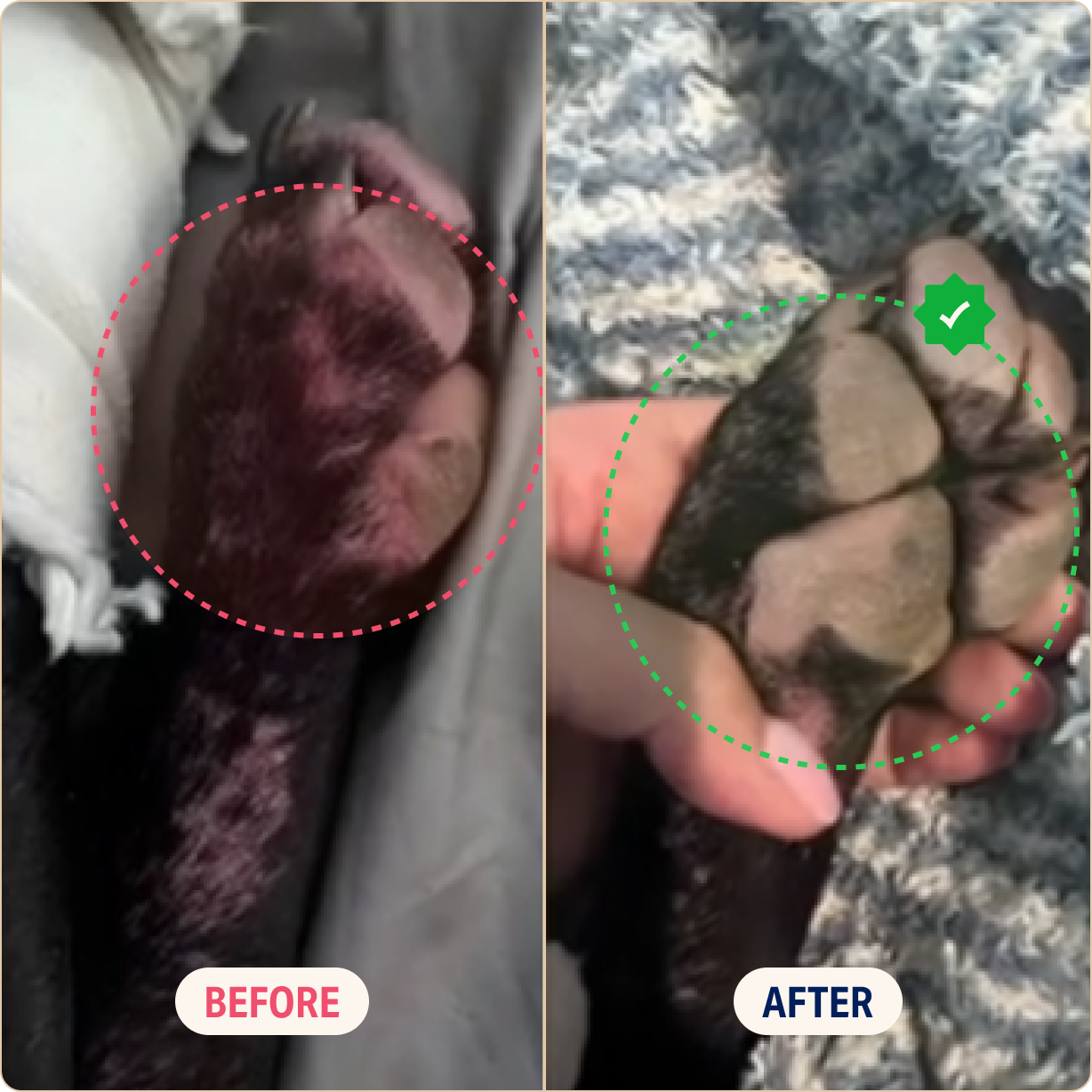 Side-by-side comparison of a dog's paw, before and after healing.
