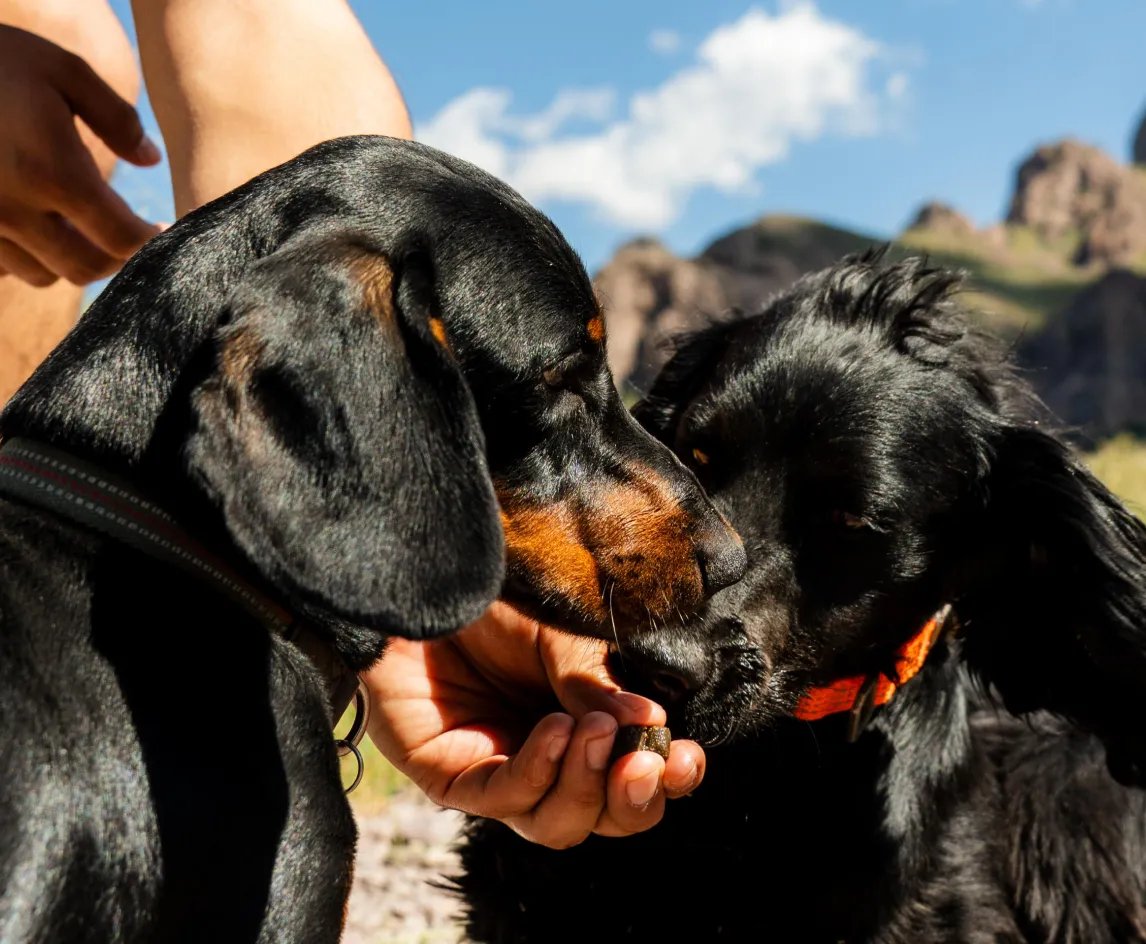 Two dogs enjoying BetterWild chews outdoors