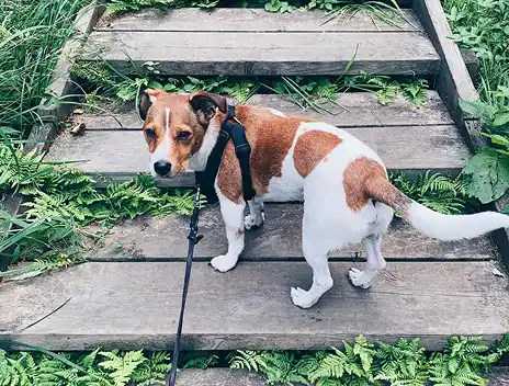 A brown and white dog in a harness stands on wooden steps, looking back at the camera.