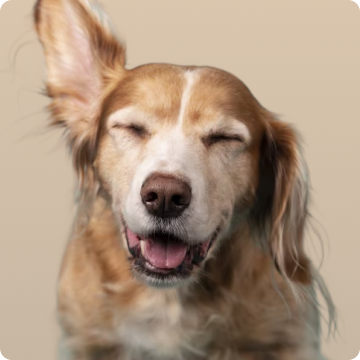 A happy dog with one ear up and eyes closed, smiling.