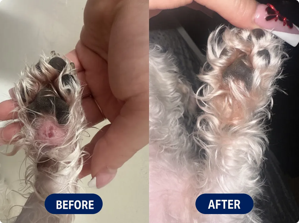 Side-by-side comparison of a dog's paw, labeled 'Before' and 'After.'