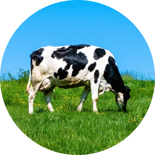 A black and white cow grazing on a green field under a clear blue sky.