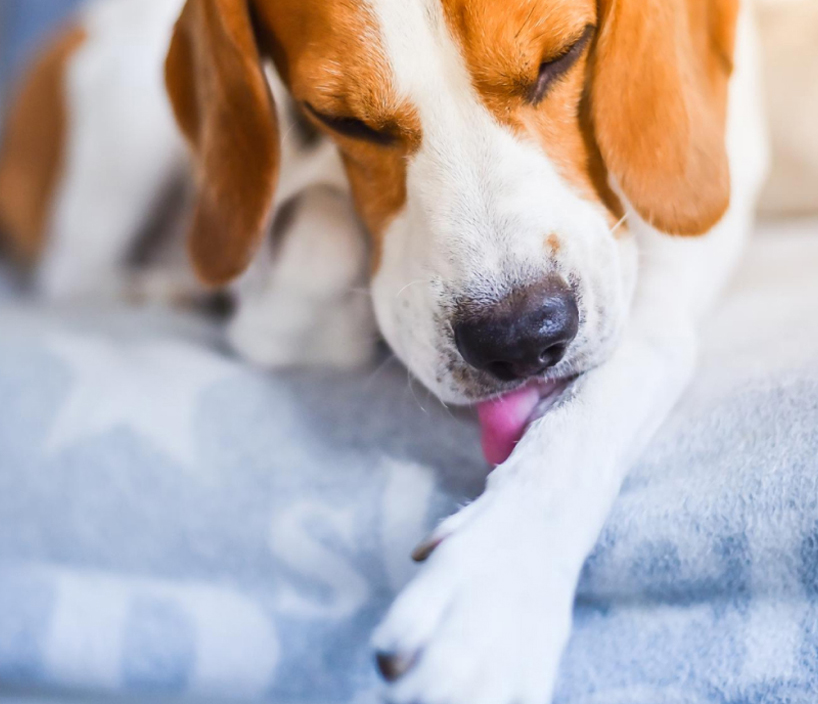 Beagle licking its paw while resting on a bed.