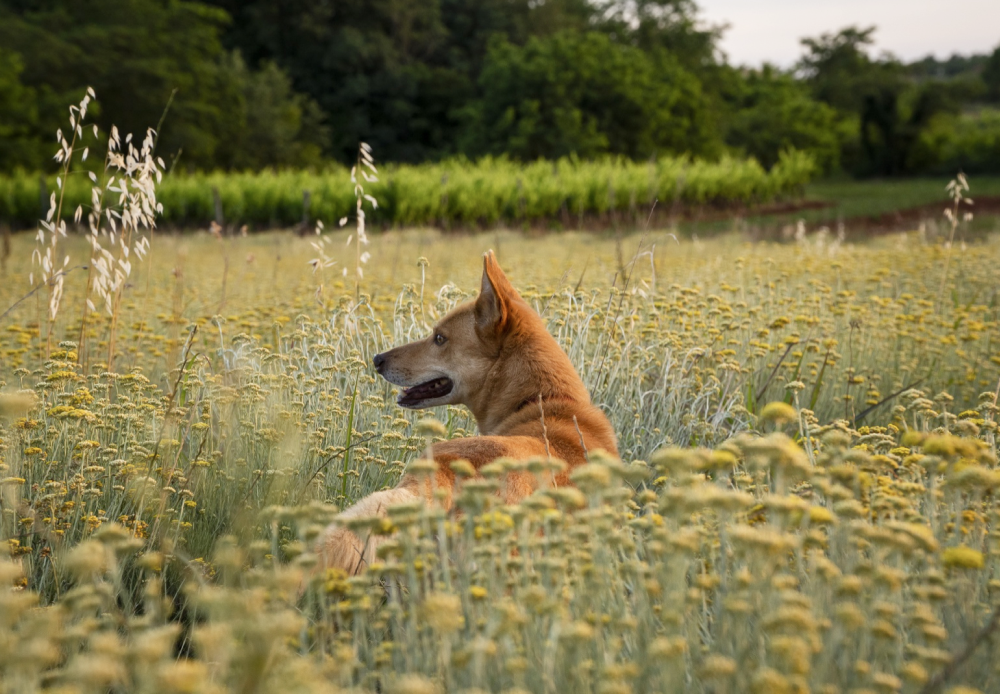 Dog lying in wildflowers