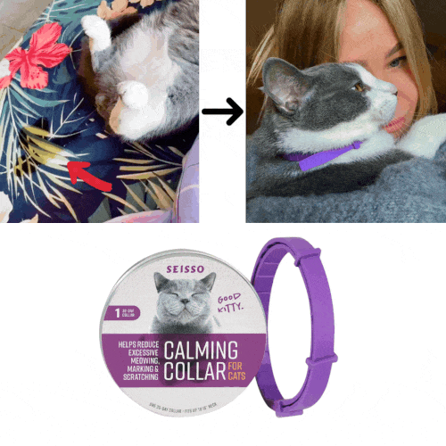 Cat wearing a purple calming collar, with packaging shown below.