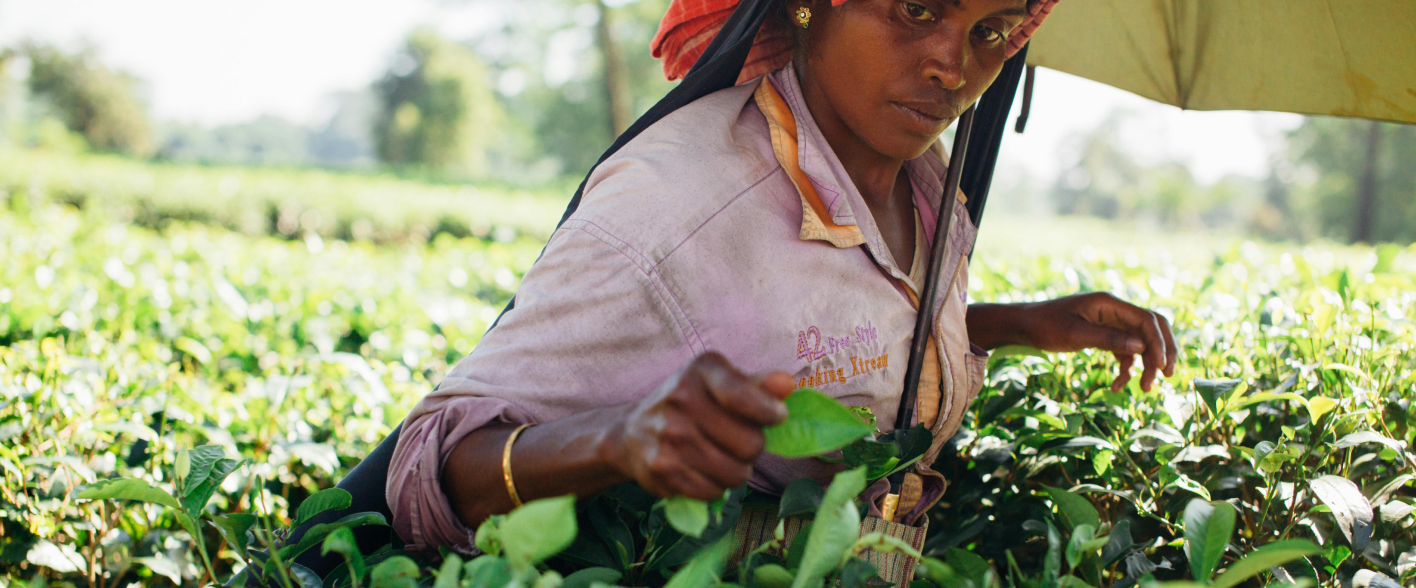 Person picking tea leaves in a sunny plantation.