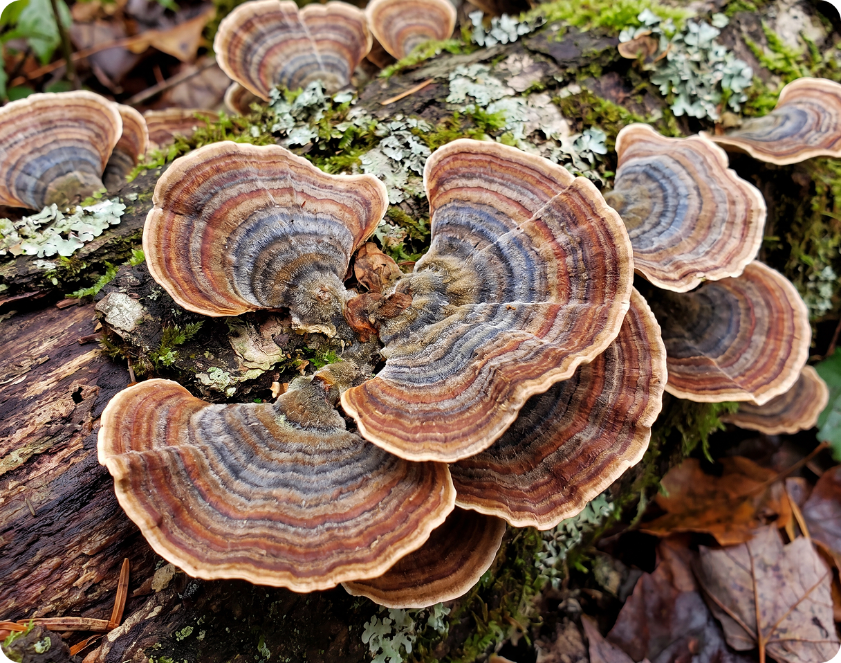 A close-up of colorful, striped, fan-shaped fungi growing on a mossy log.