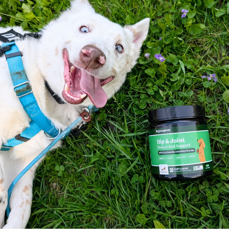 A happy white dog with blue eyes lies in the grass next to a jar of Rejuvapaw supplements.