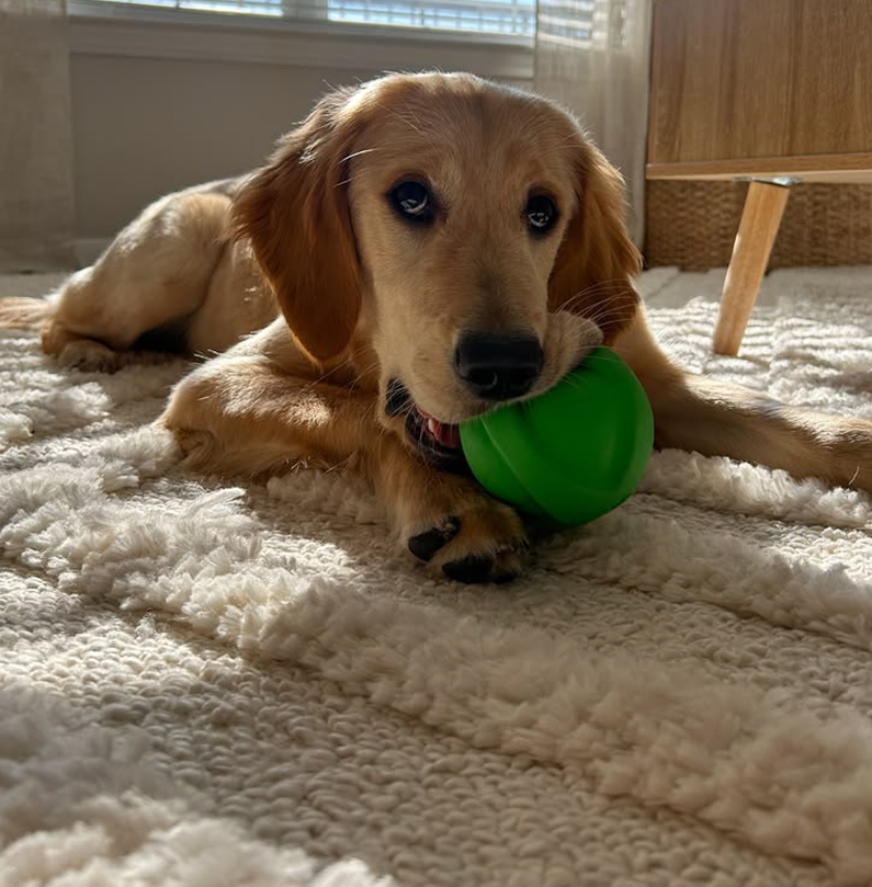 A golden retriever puppy lies on a fluffy white rug with a green ball in its mouth.