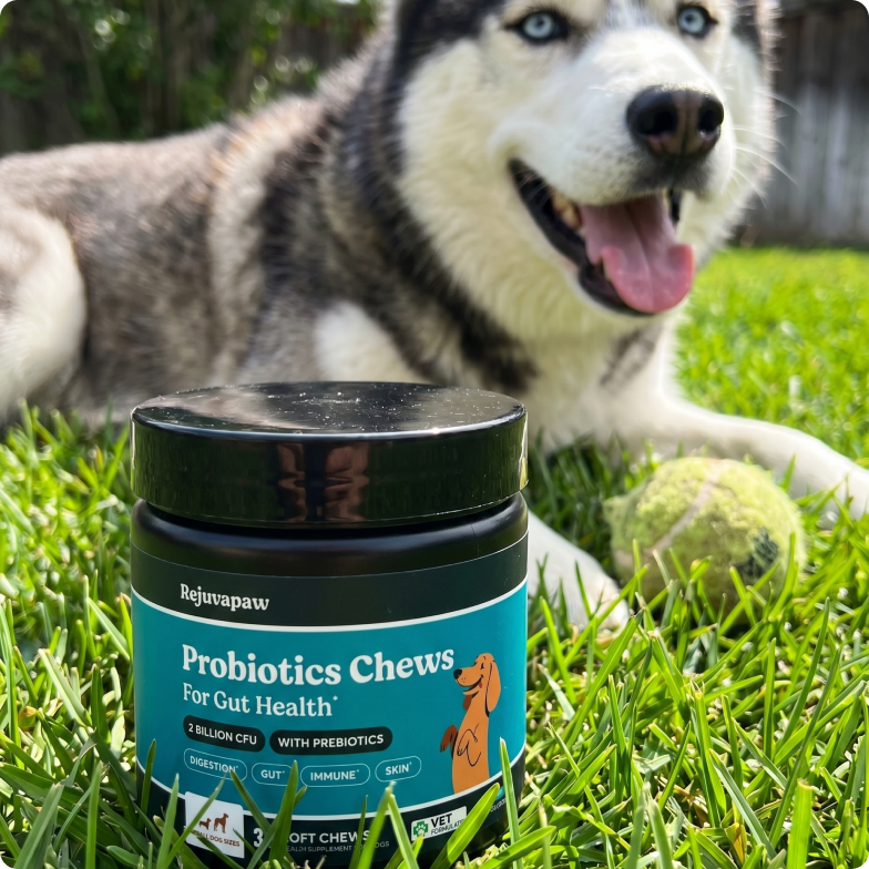A jar of Rejuvapaw Probiotics Chews on the grass, with a happy Siberian Husky in the background.