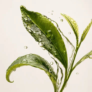 A close-up of a green plant stem with leaves, covered in splashing water droplets.