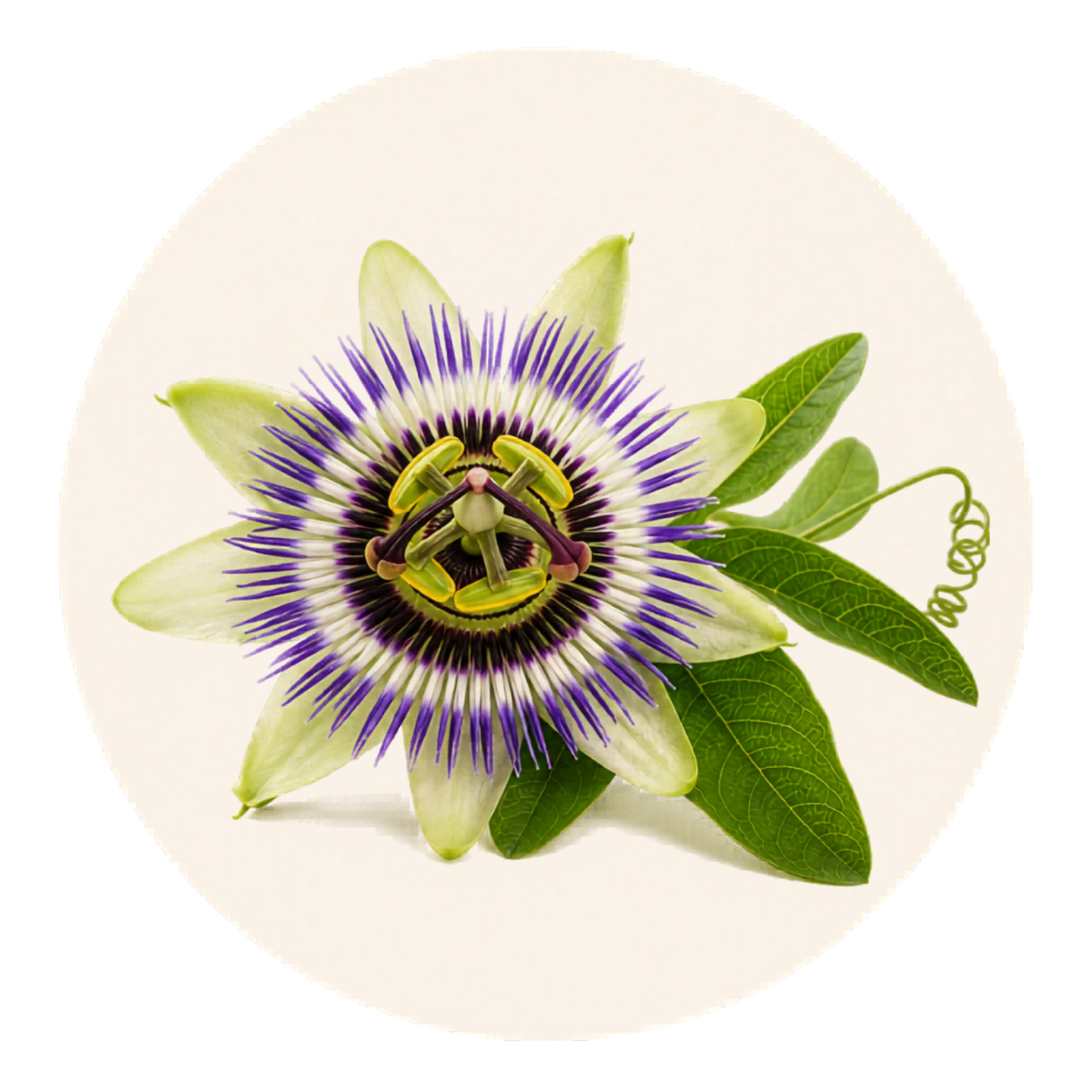 A purple and white passion flower with leaves and a tendril inside a light-colored circle.