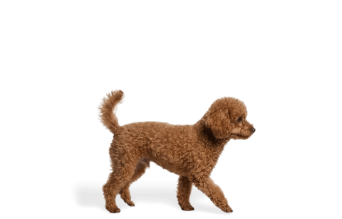 cão de raça pequena