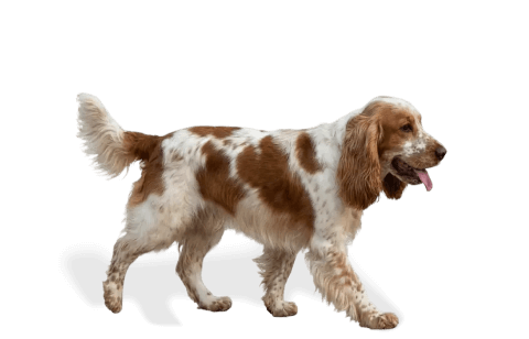 cão de raça média