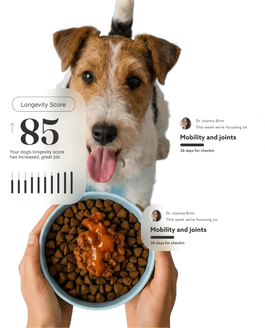 cão deejoo para começar a comer