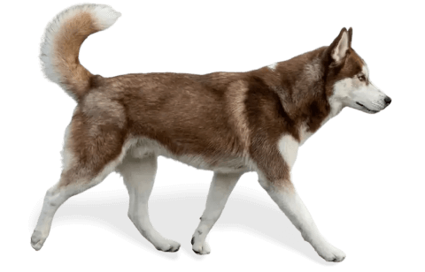 cão de raça grande