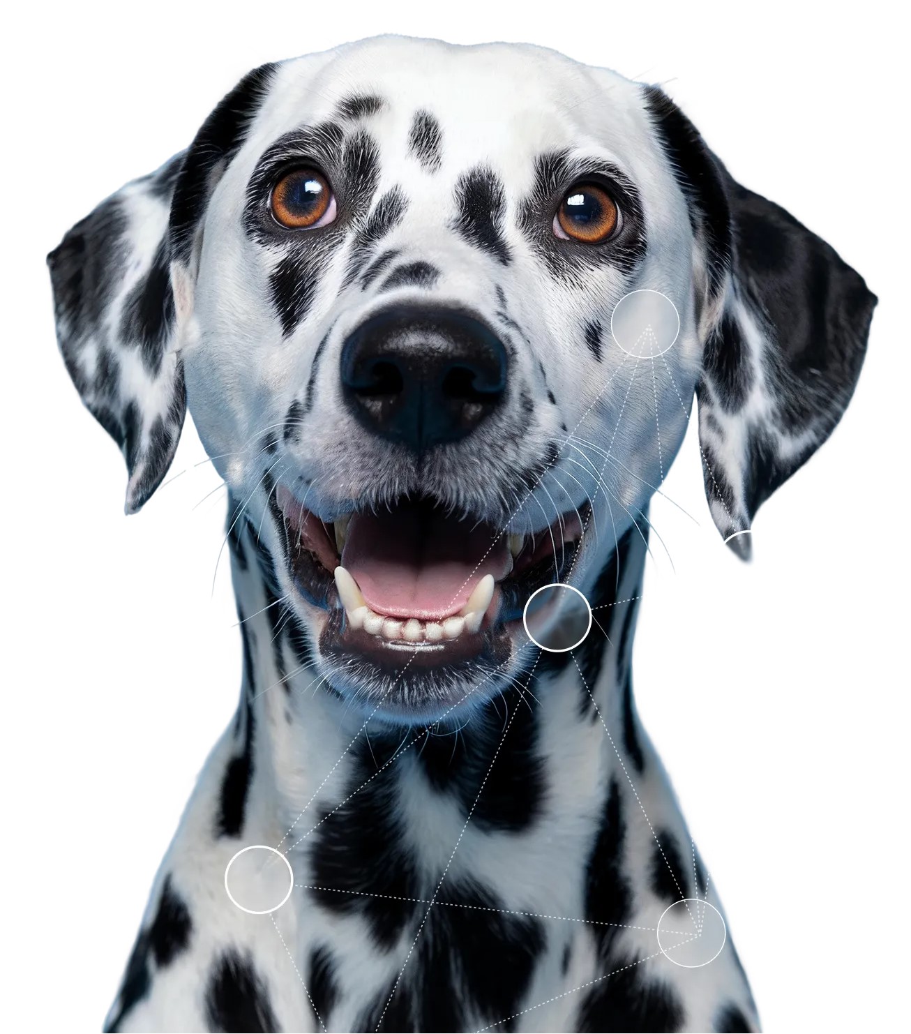 Dalmatian dog with spots and a happy expression against a white background.