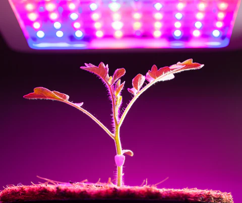 Young plant under purple LED grow lights.