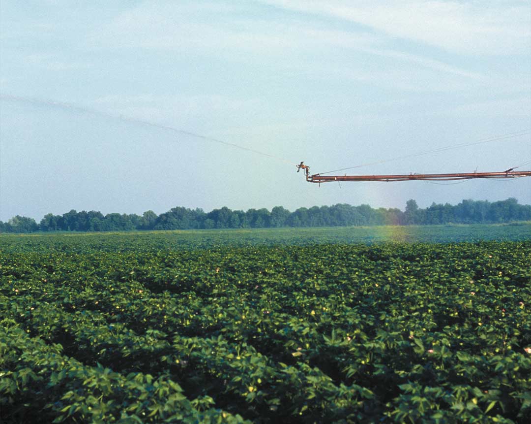 An irrigation system sprays water over a vast field of green crops, creating a faint rainbow.