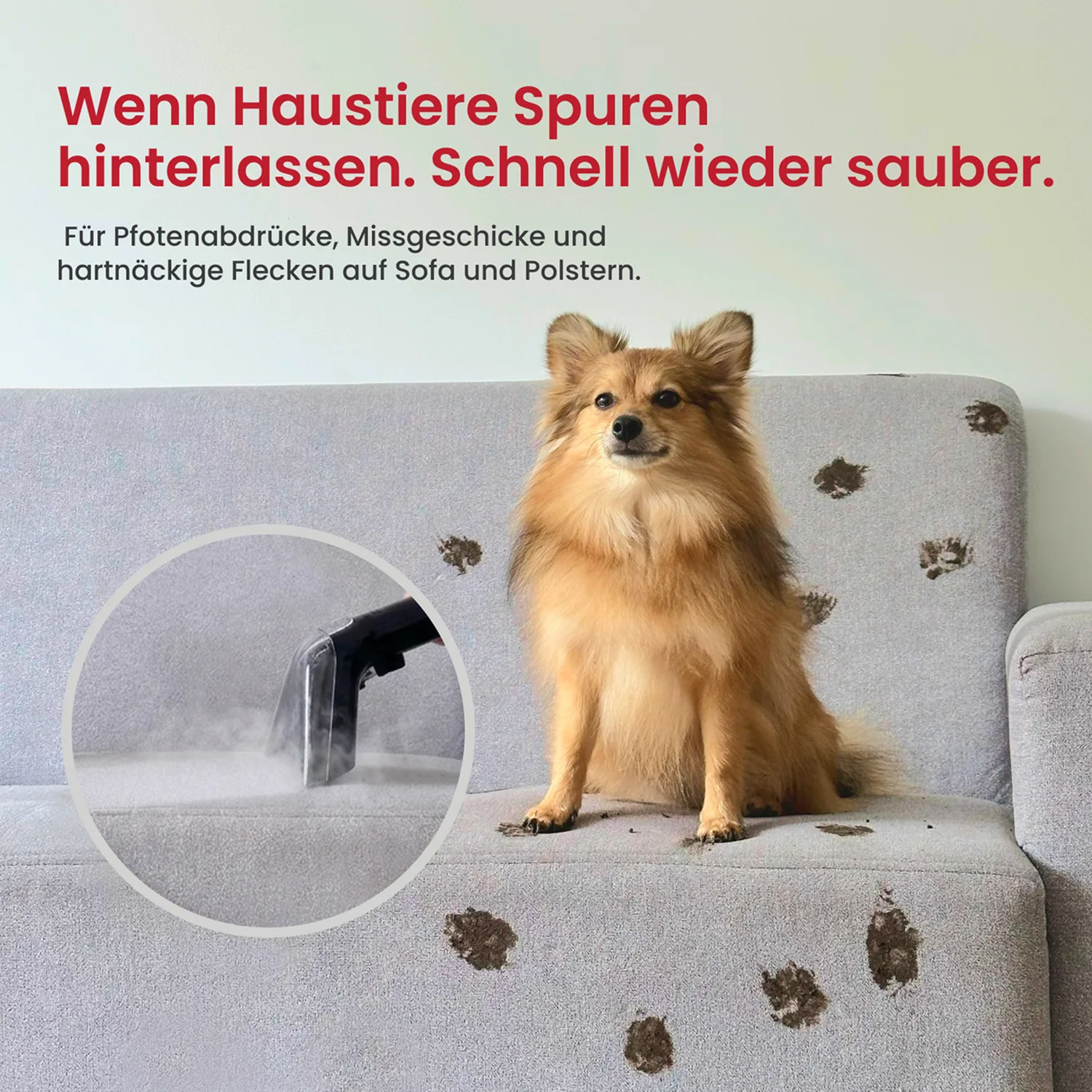 A small dog sits on a gray couch with muddy paw prints, with an inset showing a steam cleaner.