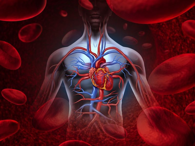 Illustration of human circulatory system with heart and blood vessels.