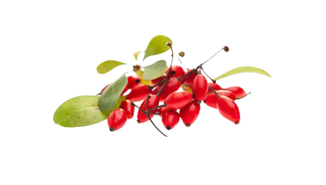 Cluster of bright red berries with green leaves.