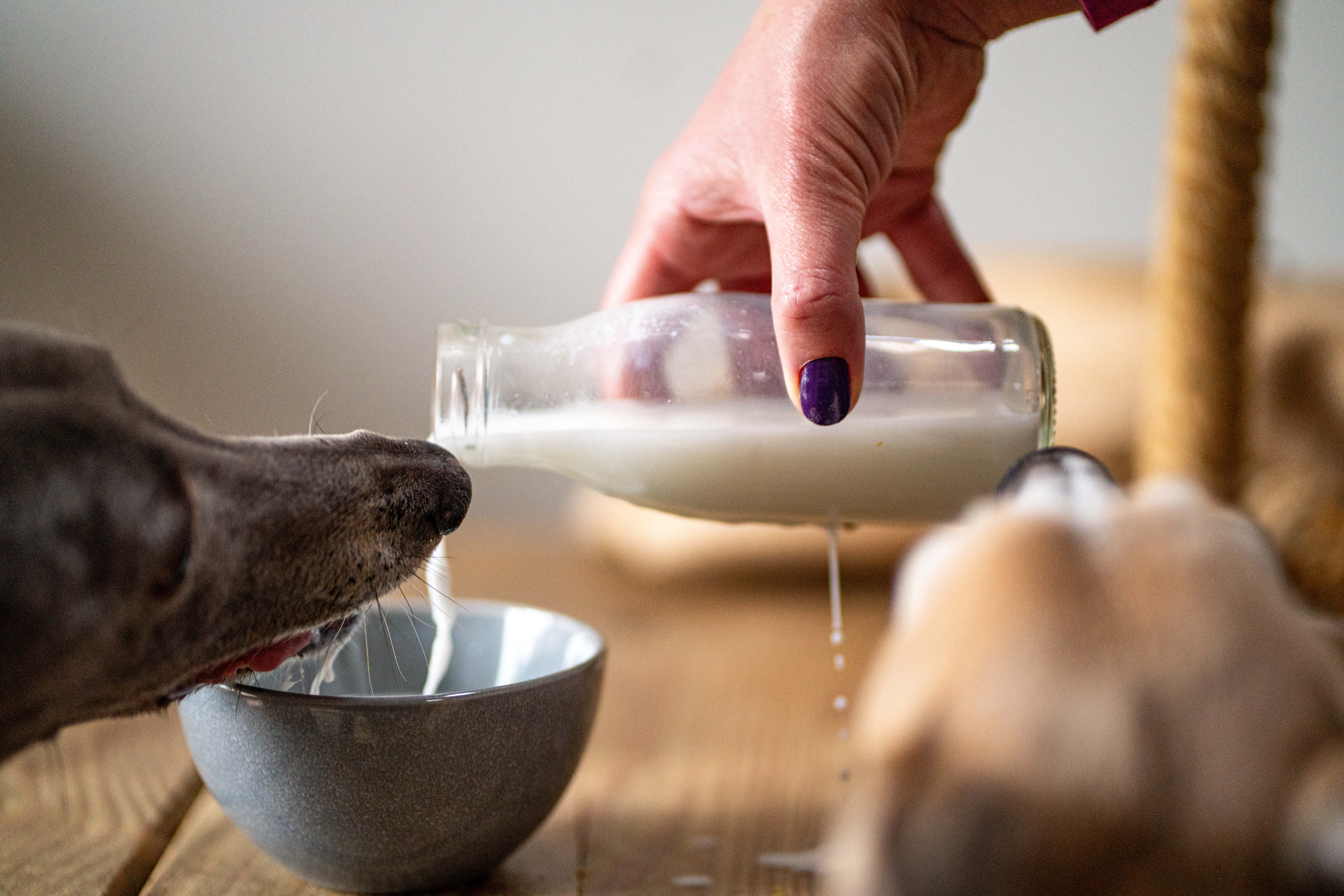 Person pouring milk into a bowl for a dog.