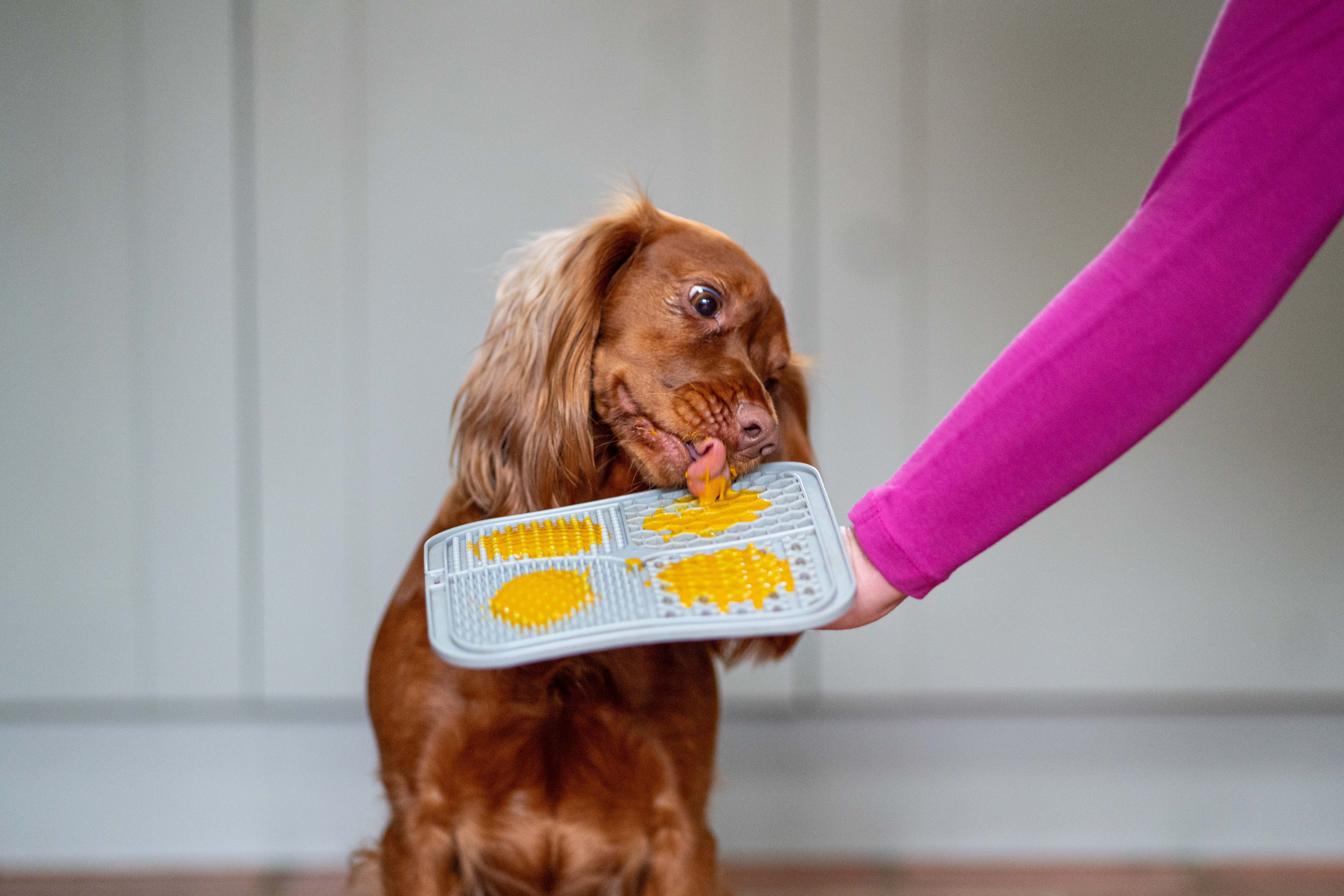 Dog licking food off a gray silicone mat held by a person.