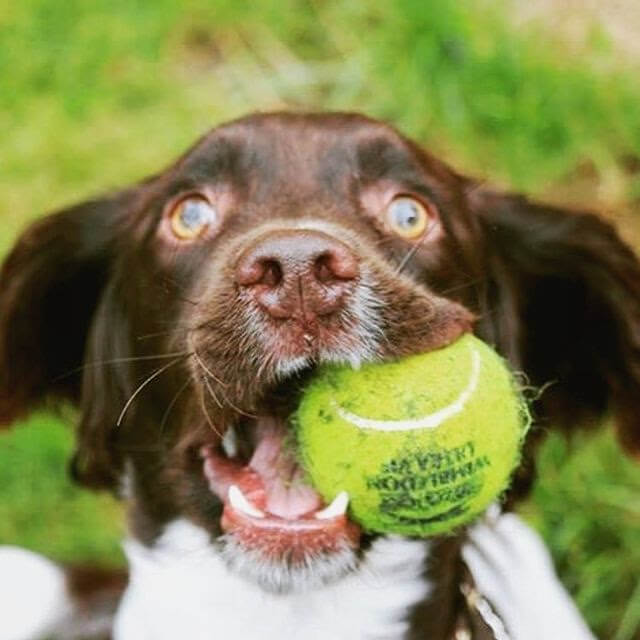 A light-colored, curly-haired dog stands on a patio holding a tennis ball in its mouth.